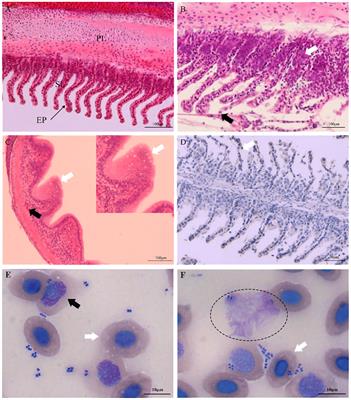 Multiomics analysis revealed miRNAs as potential regulators of the immune response in Carassius auratus gills to Aeromonas hydrophila infection